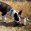Plastic Fin Cap Pet Travel Water Bottle in Stainless Steel, Small, Silver and Black