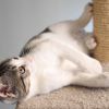 3-Tier Cat Tree - 2 Carpeted Napping Perches, Sisal Rope Scratching Post, Hanging Mouse, and Interactive Cheese Wheel Toy by (Tan)